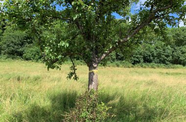 Obstbaum mit Gelben Band